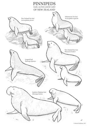 PINNIPEDS (Seals, Sea Lions and Fur Seals) of NEW ZEALAND