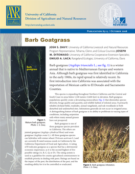 Barb Goatgrass