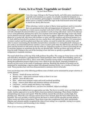 Corn, Is It a Fruit, Vegetable Or Grain? by Anne-Marie Walker