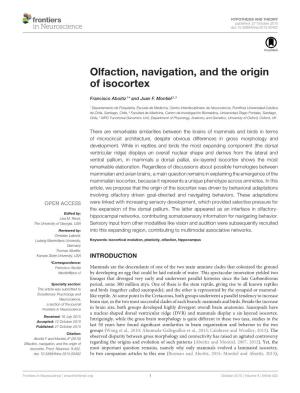 Olfaction, Navigation, and the Origin of Isocortex