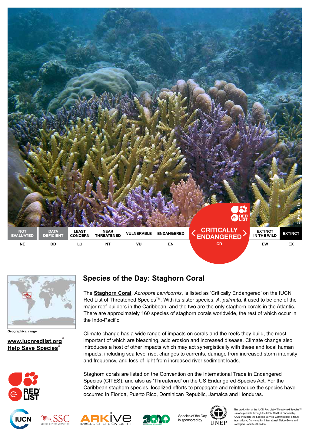 Species of the Day: Staghorn Coral