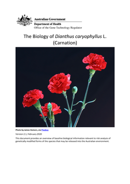 The Biology of Carnations