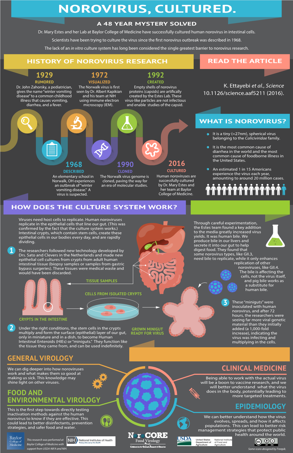 Infographic: Norovirus, Cultured