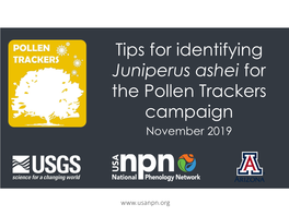 Tips for Identifying Juniperus Ashei for the Pollen Trackers Campaign November 2019
