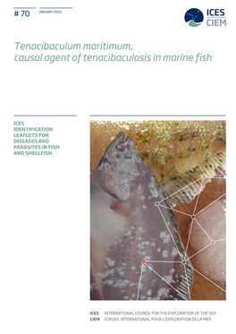 Tenacibaculum Maritimum, Causal Agent of Tenacibaculosis in Marine Fish