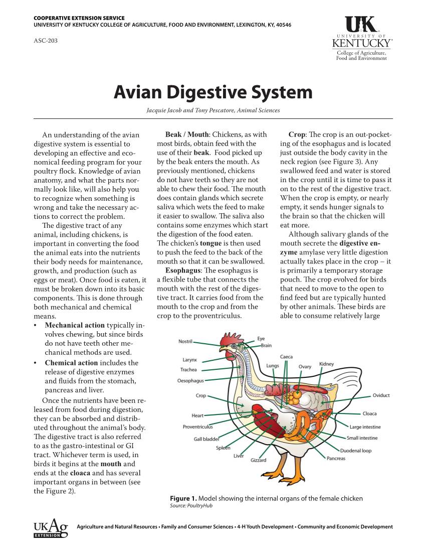 Avian Digestive System Jacquie Jacob and Tony Pescatore, Animal Sciences