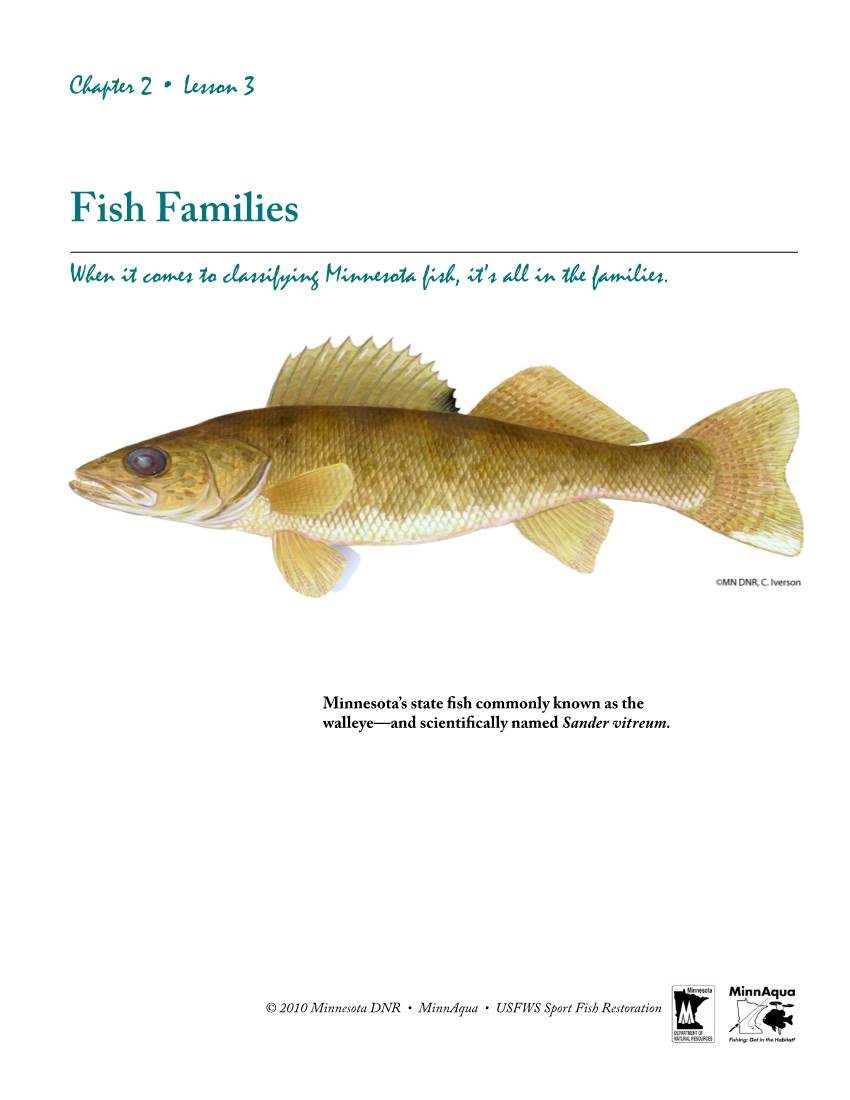 Fish Families When It Comes to Classifying Minnesota Fish, It’S All in the Families