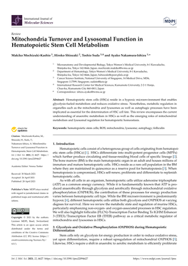 Mitochondria Turnover and Lysosomal Function in Hematopoietic Stem Cell Metabolism