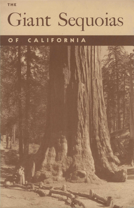 THE Giant Sequoias of California