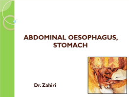 Abdominal Oesophagus, Stomach