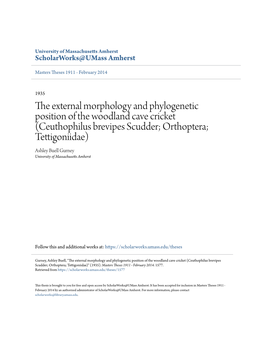 The External Morphology and Phylogenetic Position of The