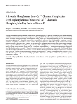 A Protein Phosphatase 2Cα–Ca