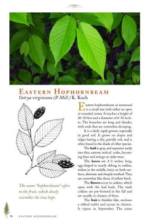 Eastern Hophornbeam Or Ironwood