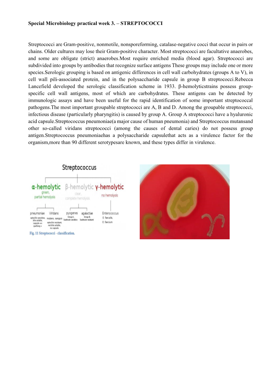 Special Microbiology Practical Week 3. – STREPTOCOCCI Streptococci