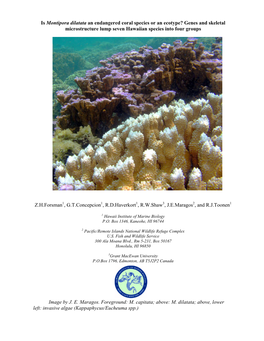 Is Montipora Dilatata an Endangered Coral Species Or an Ecotype? Genes and Skeletal Microstructure Lump Seven Hawaiian Species Into Four Groups