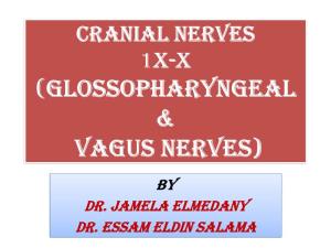 Glossopharyngeal & Vagus Nerves