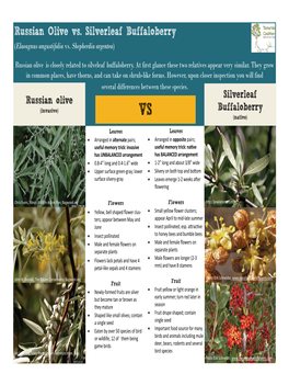 Russian Olive Vs. Silverleaf Buffaloberry (Elaeagnus Angustifolia Vs