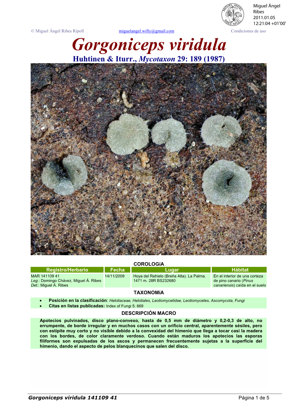 Gorgoniceps Viridula Huhtinen & Iturr., Mycotaxon 29: 189 (1987)