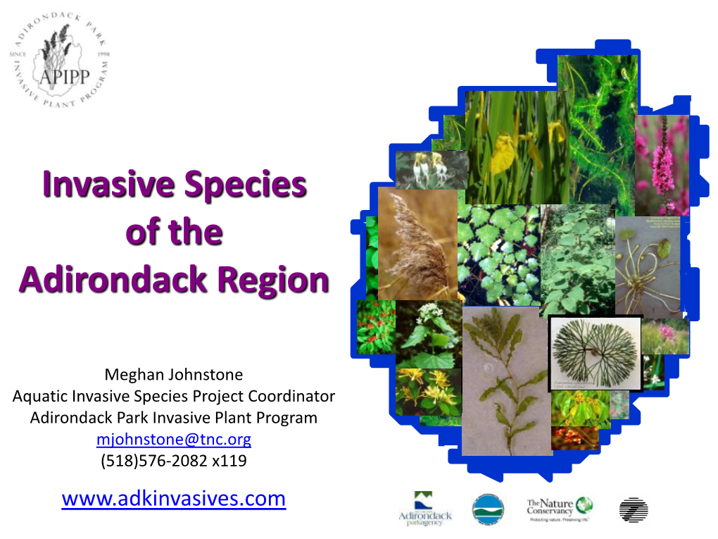 Invasive Species of the Adirondack Region