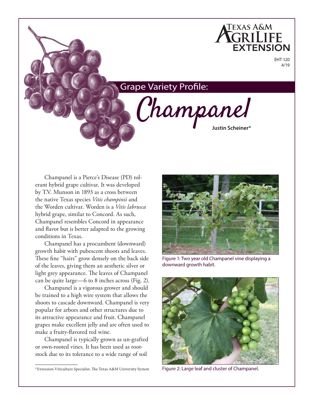 Champanel Grapes Make Excellent Jelly and Are Often Used to Make a Fruity-Flavored Red Wine