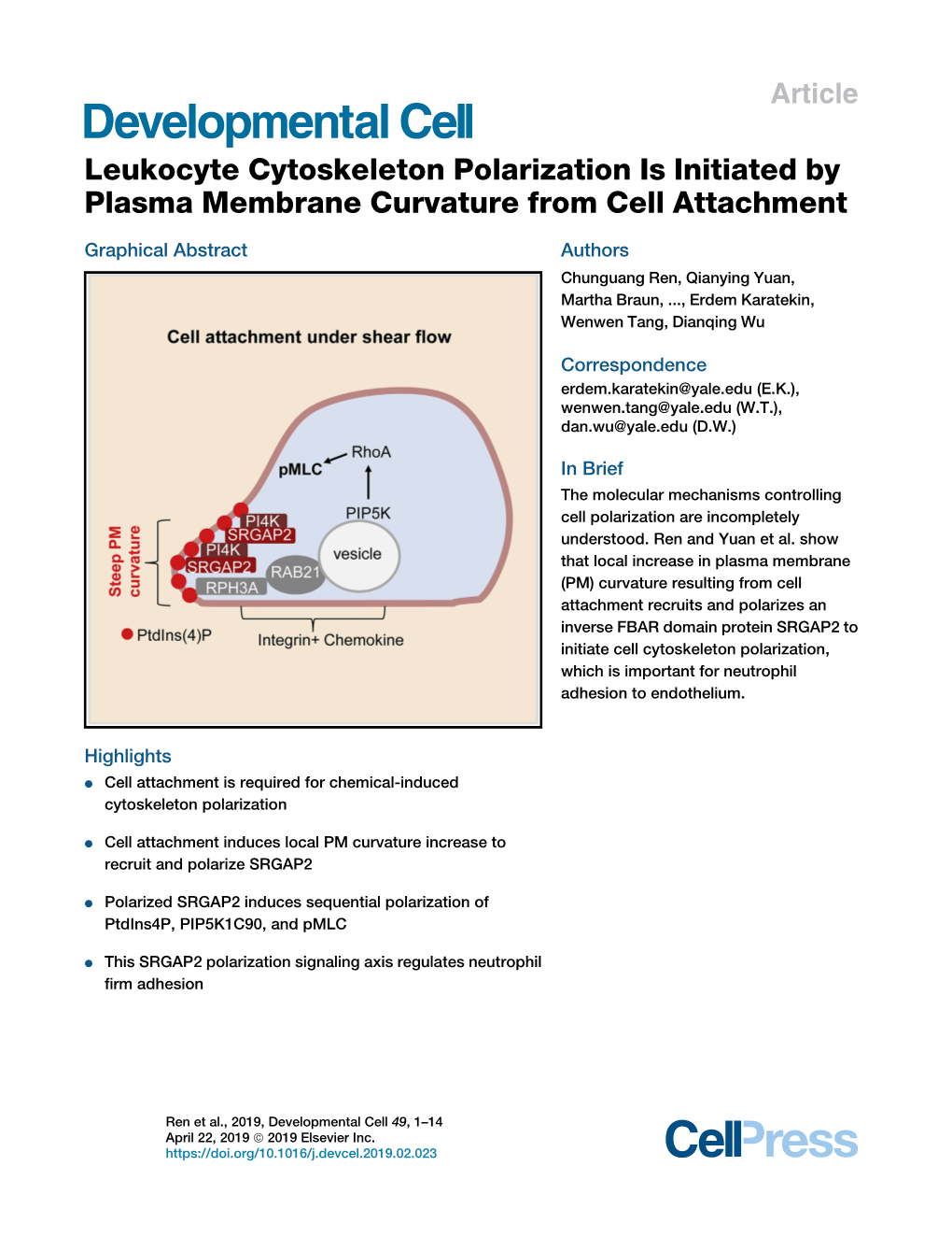 Leukocyte Cytoskeleton Polarization Is Initiated by Plasma Membrane Curvature from Cell Attachment