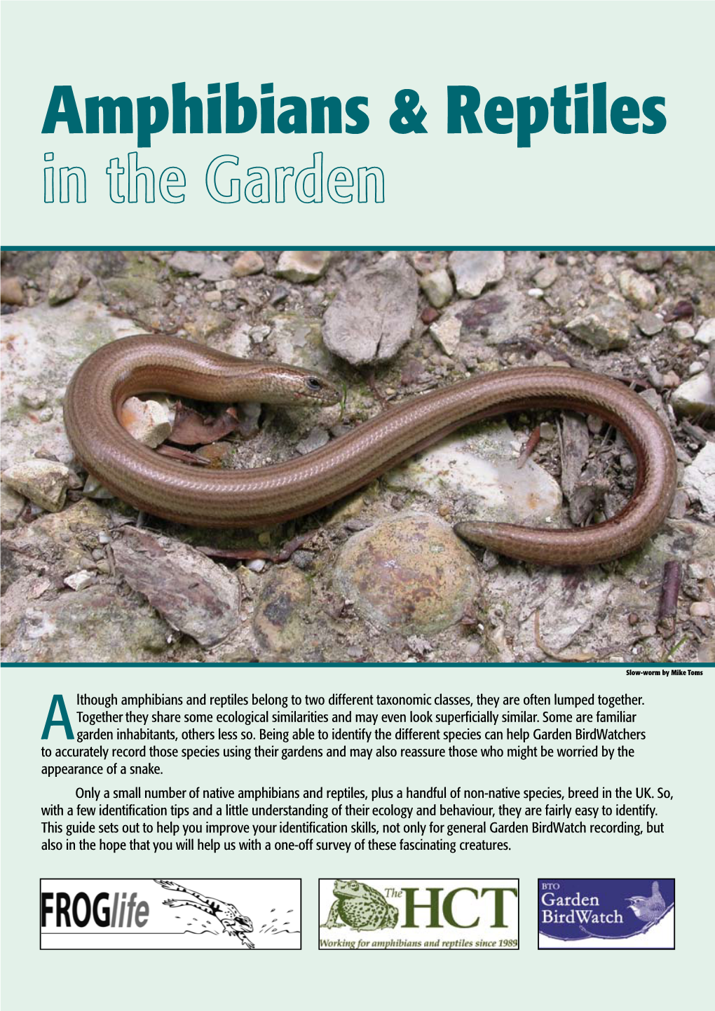 Amphibians & Reptiles in the Garden