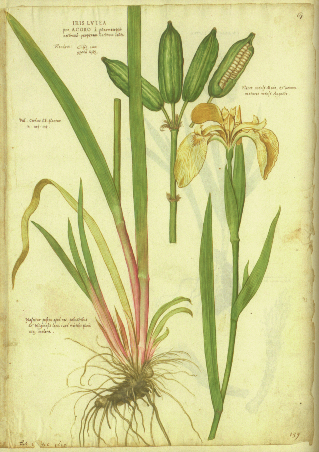 The Morphology of Illustrated Plants