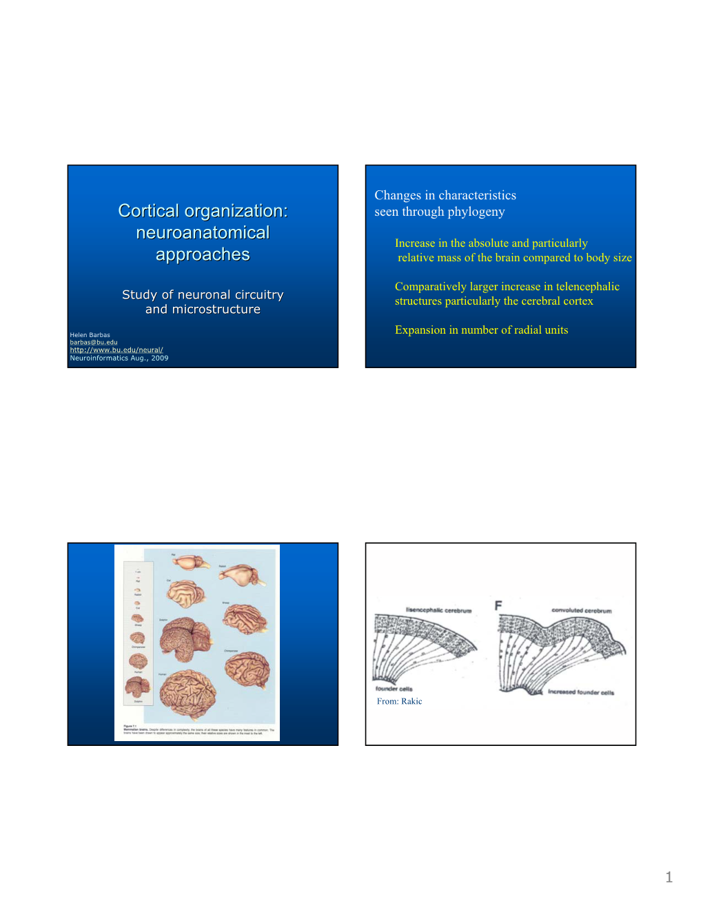 Cortical Organization: Neuroanatomical Approaches