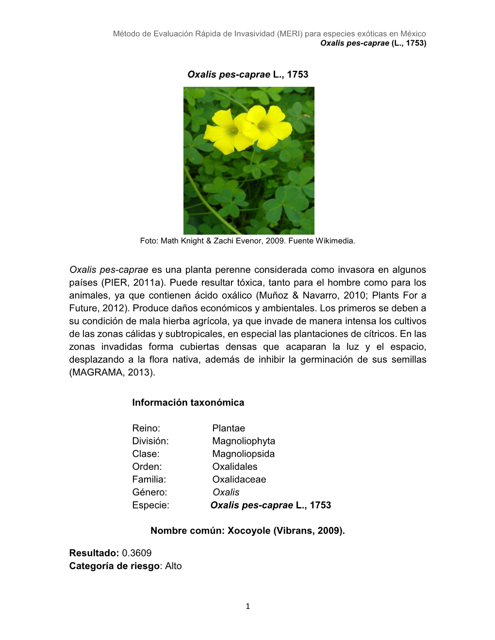 Oxalis Pes-Caprae L., 1753