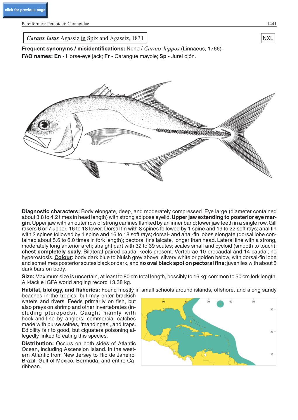 Caranx Latus Agassiz in Spix and Agassiz, 1831 NXL Frequent Synonyms / Misidentifications: None / Caranx Hippos (Linnaeus, 1766)