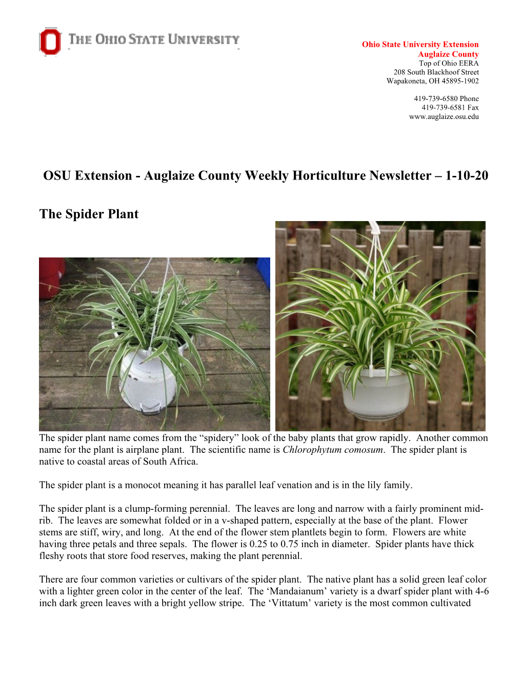 Auglaize County Weekly Horticulture Newsletter – 1-10-20 the Spider