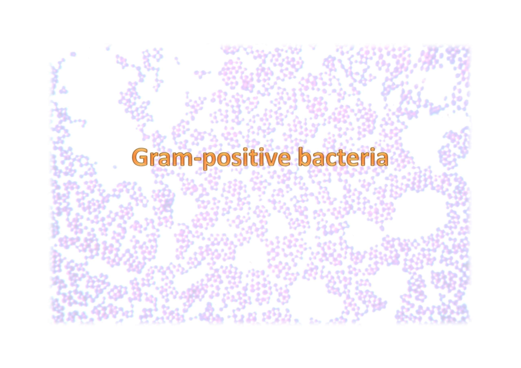 Gram Positive Bacteria.Pdf