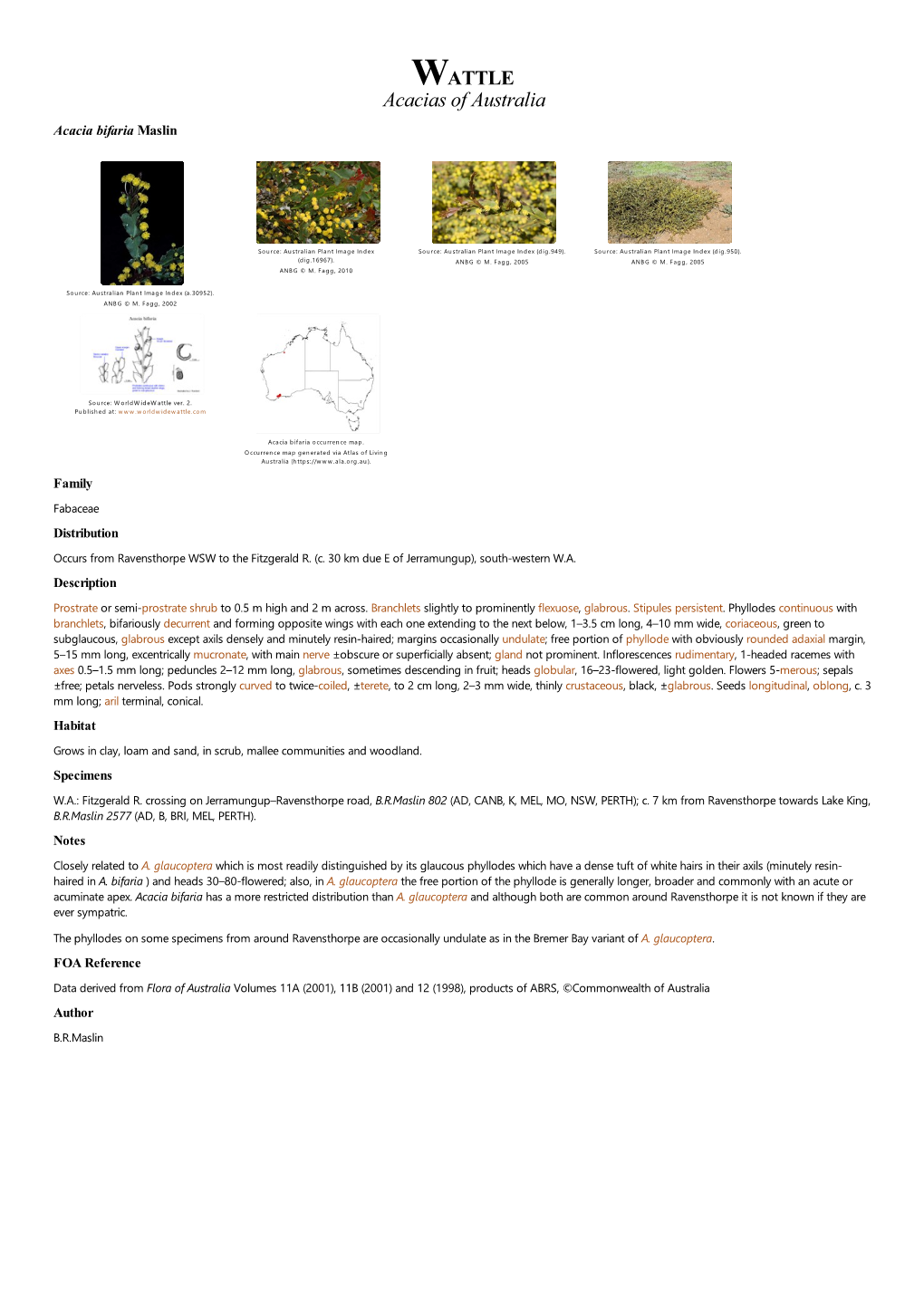 Acacia Bifaria Maslin