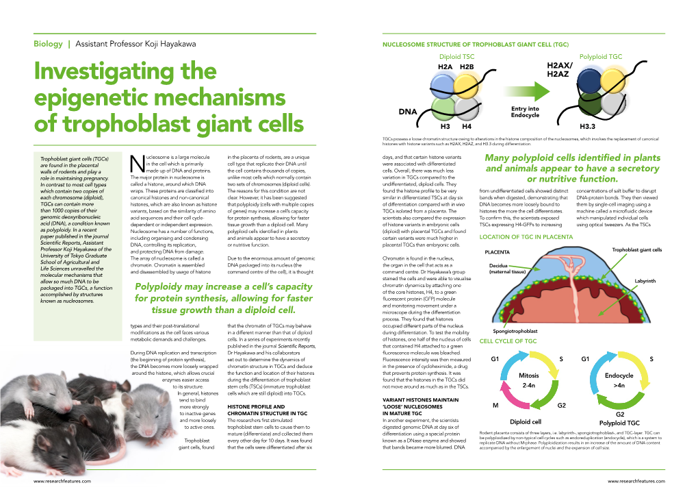 Investigating the Epigenetic Mechanisms of Trophoblast Giant Cells