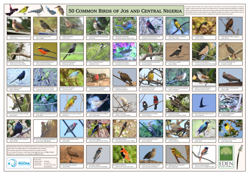 50 Common Birds of Jos and Central Nigeria the Year