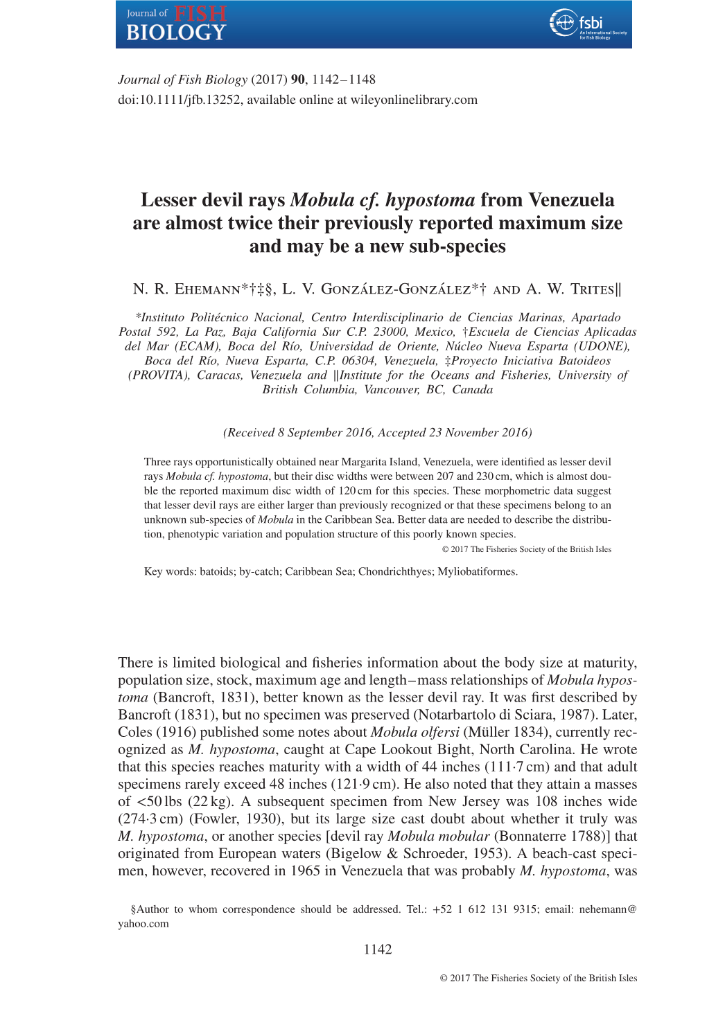 Lesser Devil Rays Mobula Cf. Hypostoma from Venezuela Are Almost Twice Their Previously Reported Maximum Size and May Be a New Sub-Species