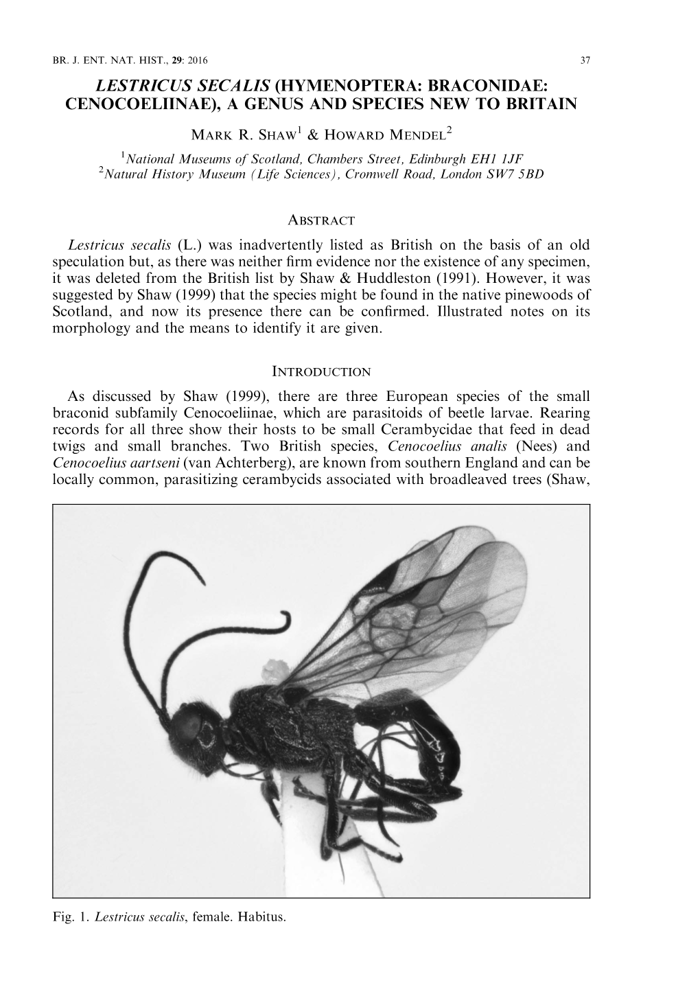 Lestricus Secalis (Hymenoptera: Braconidae: Cenocoeliinae), a Genus and Species New to Britain