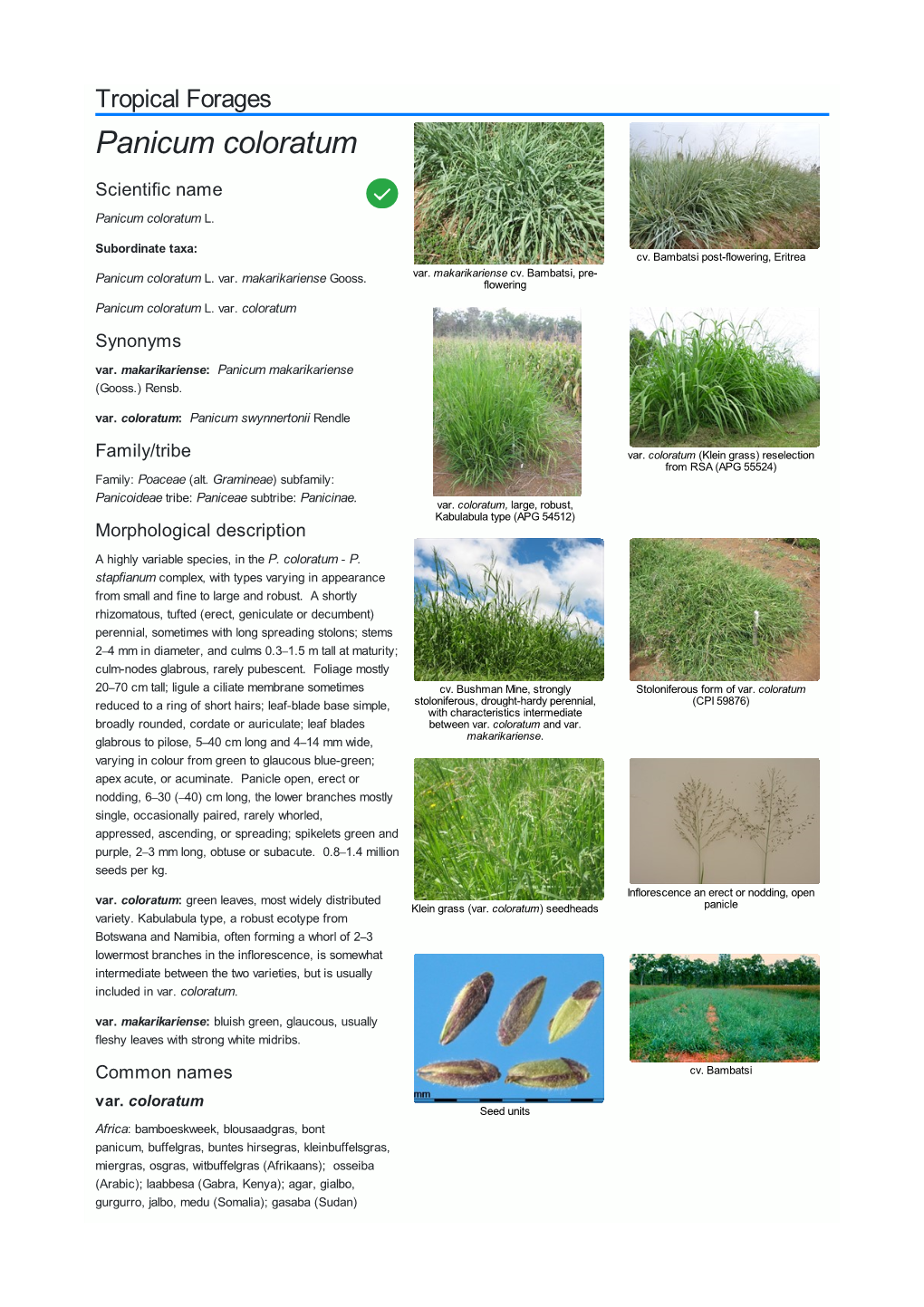 Panicum Coloratum Scientific Name  Panicum Coloratum L