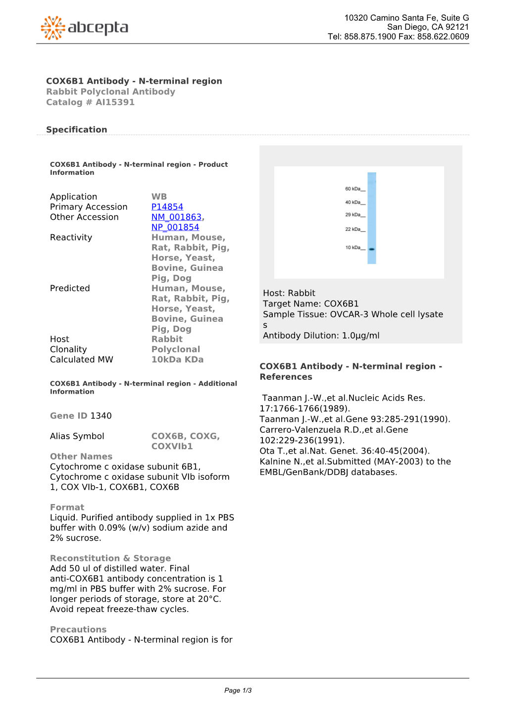 COX6B1 Antibody - N-Terminal Region Rabbit Polyclonal Antibody Catalog # AI15391