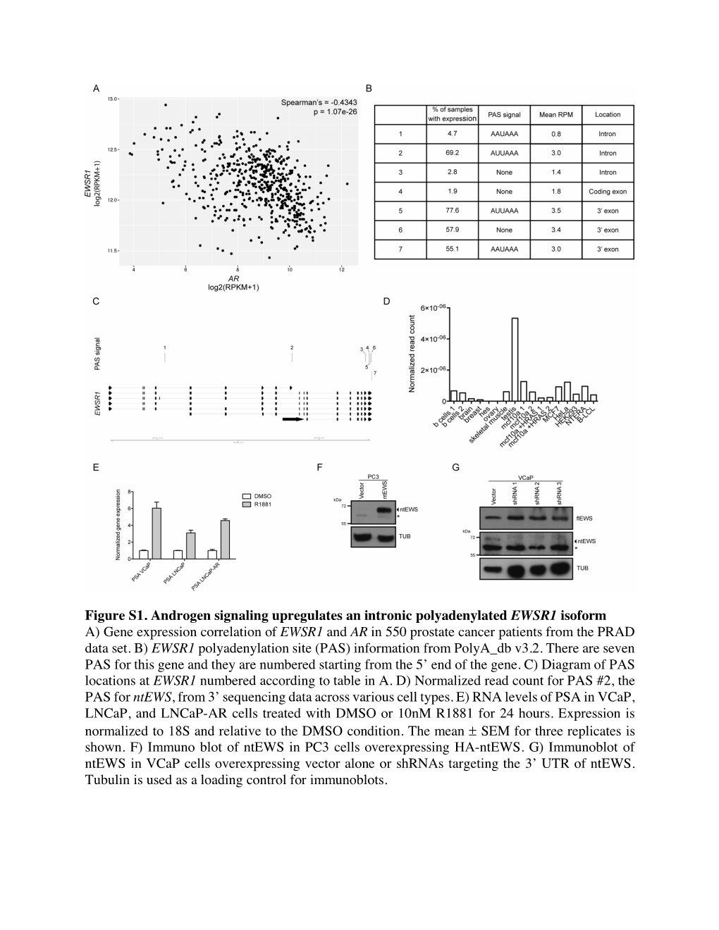 Figure S1. Androgen Signaling Upregulates an Intronic