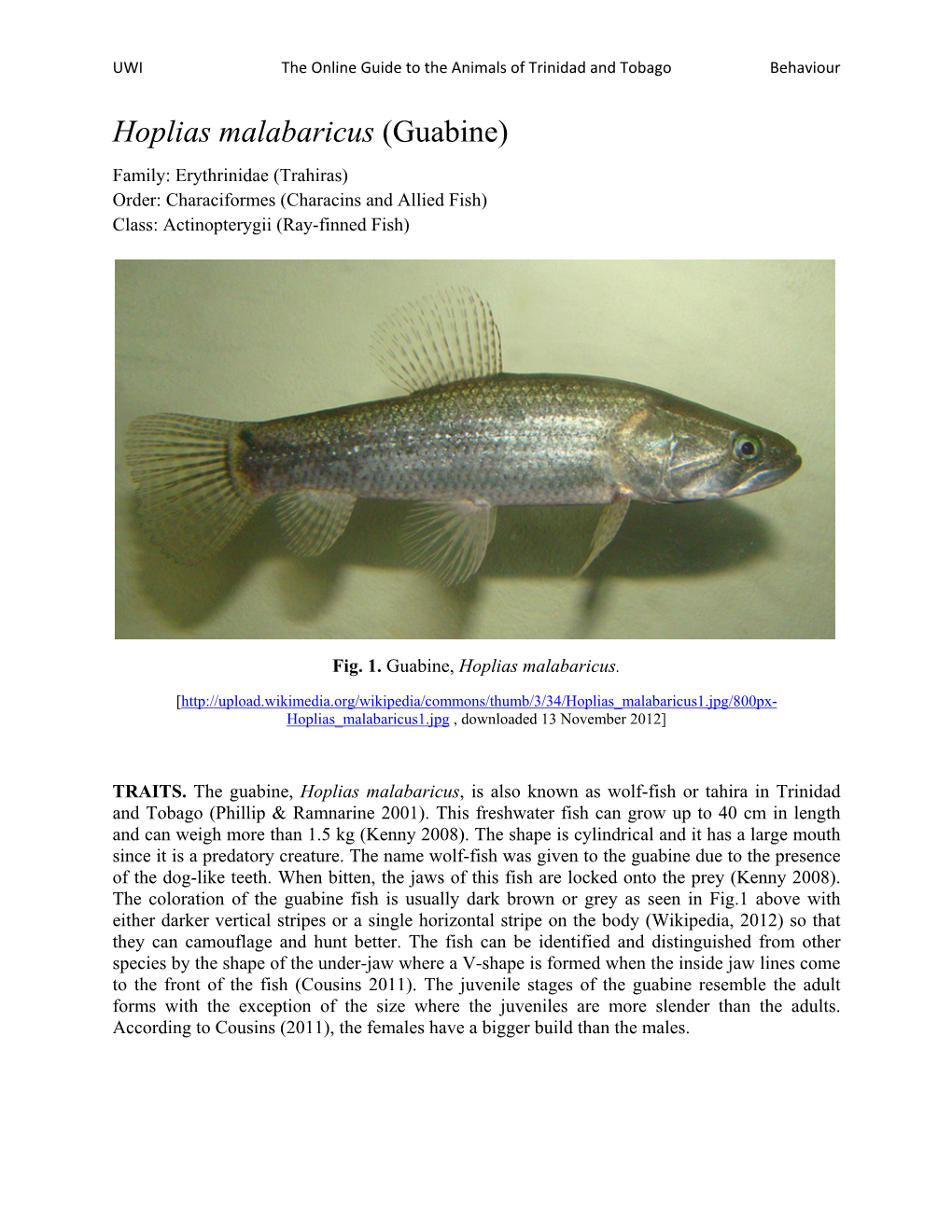 Hoplias Malabaricus (Guabine) Family: Erythrinidae (Trahiras) Order: Characiformes (Characins and Allied Fish) Class: Actinopterygii (Ray-Finned Fish)