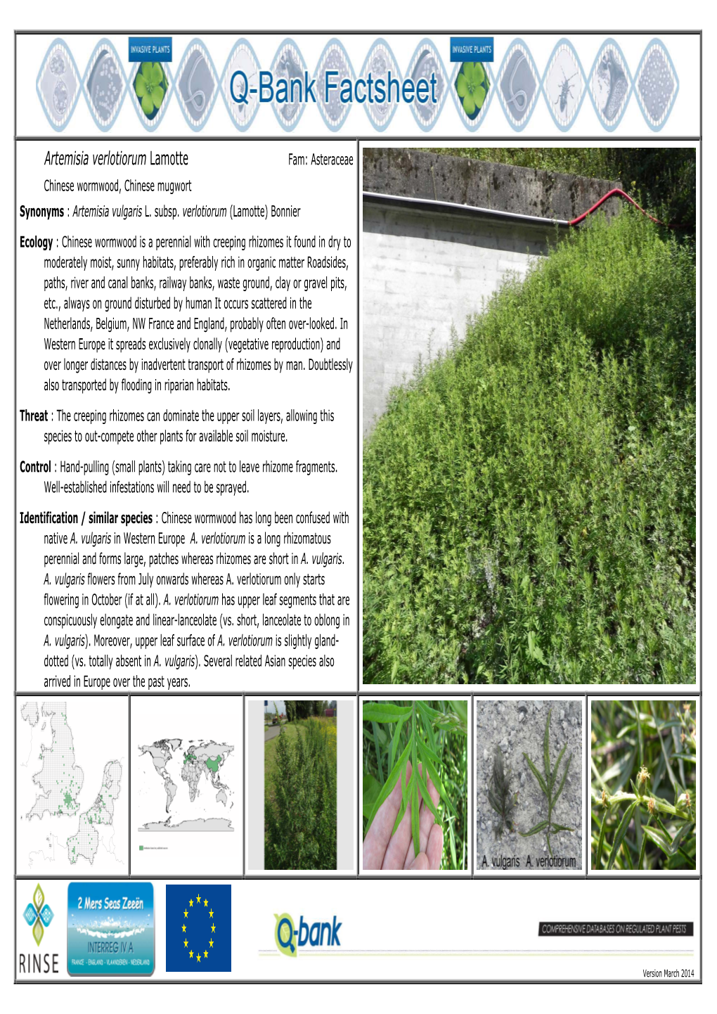 Artemisia Verlotiorum Lamotte Fam: Asteraceae Chinese Wormwood, Chinese Mugwort Synonyms : Artemisia Vulgaris L