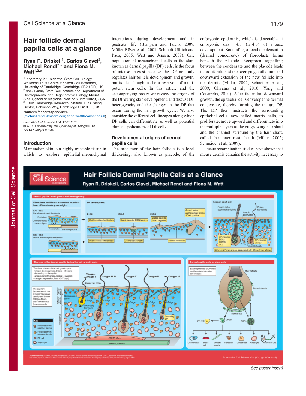 Hair Follicle Dermal Papilla Cells at a Glance