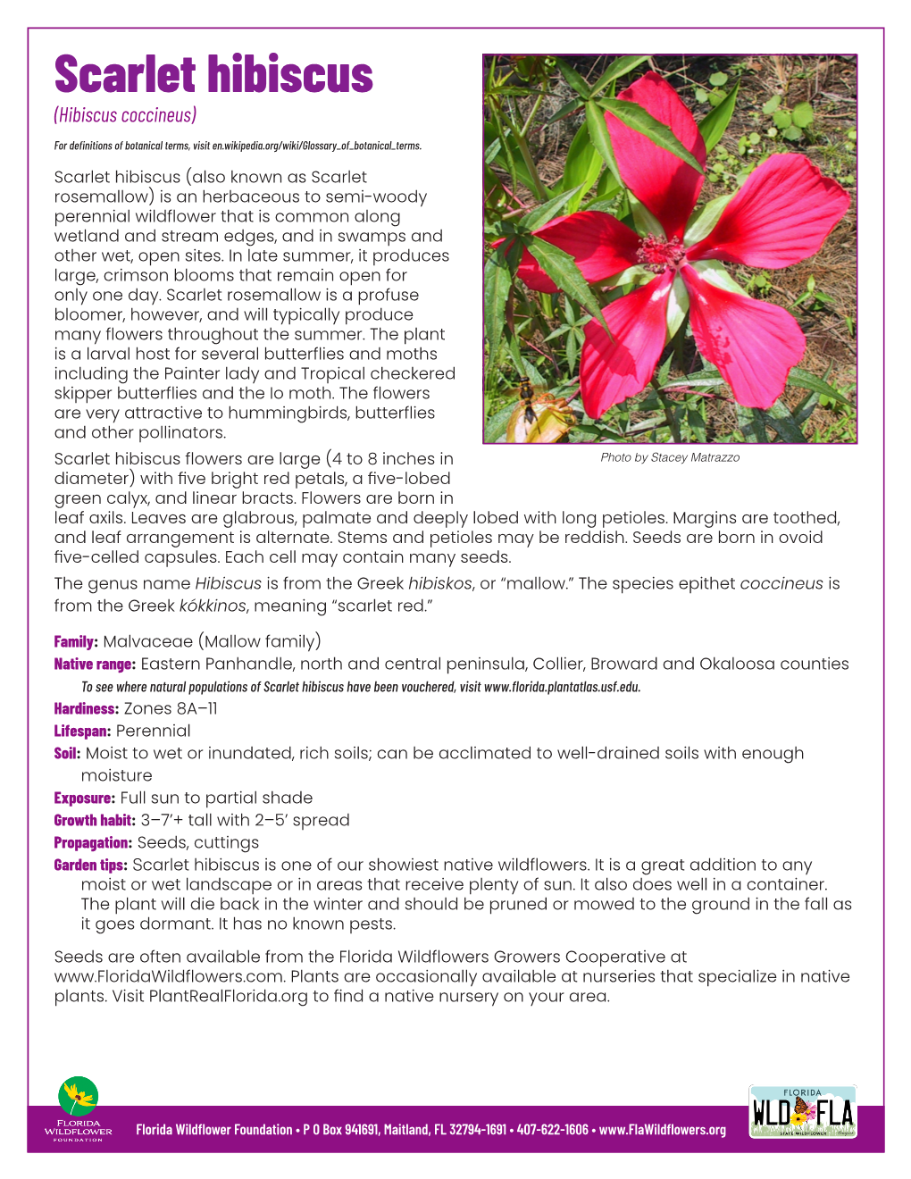Scarlet Hibiscus (Hibiscus Coccineus)