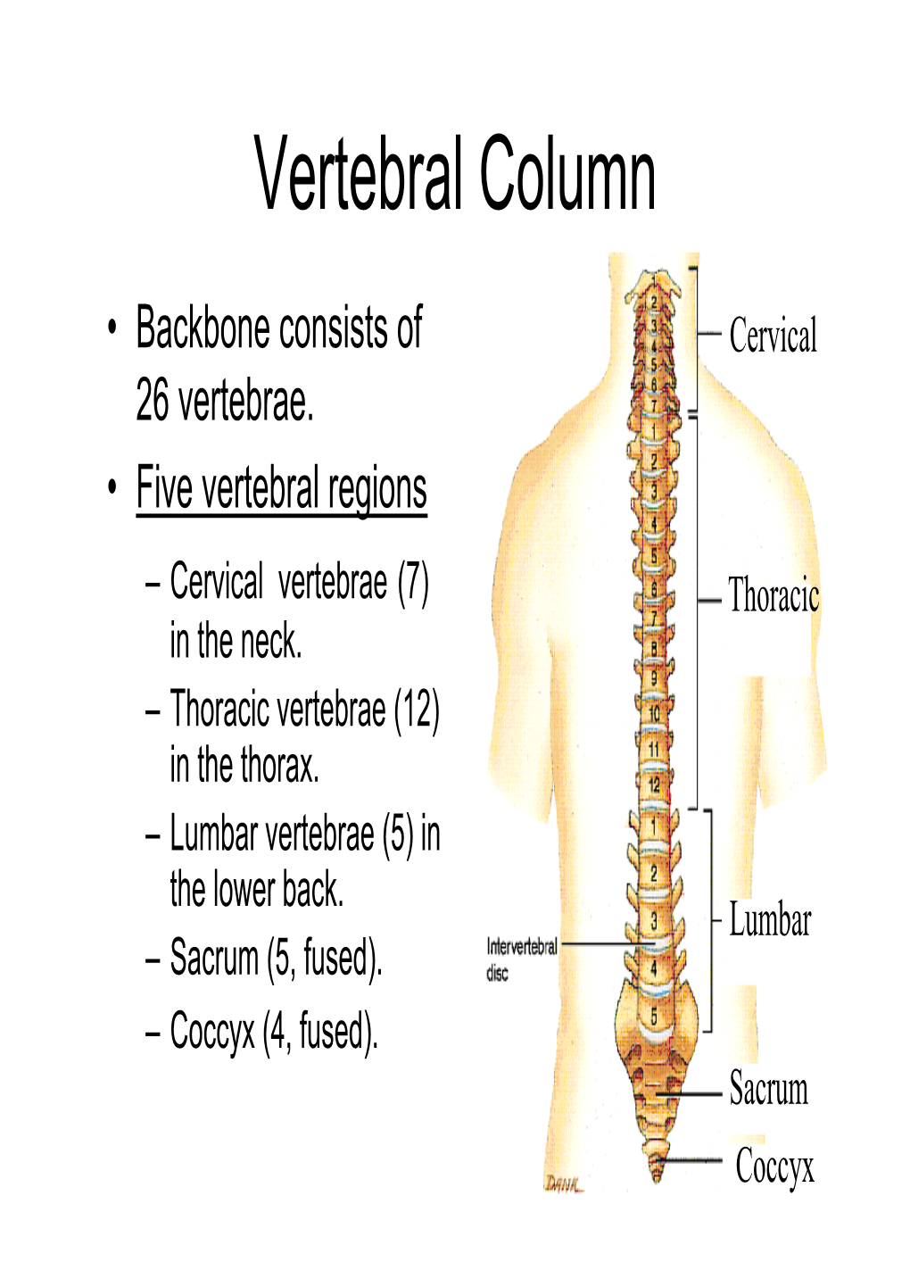 Vertebral Column