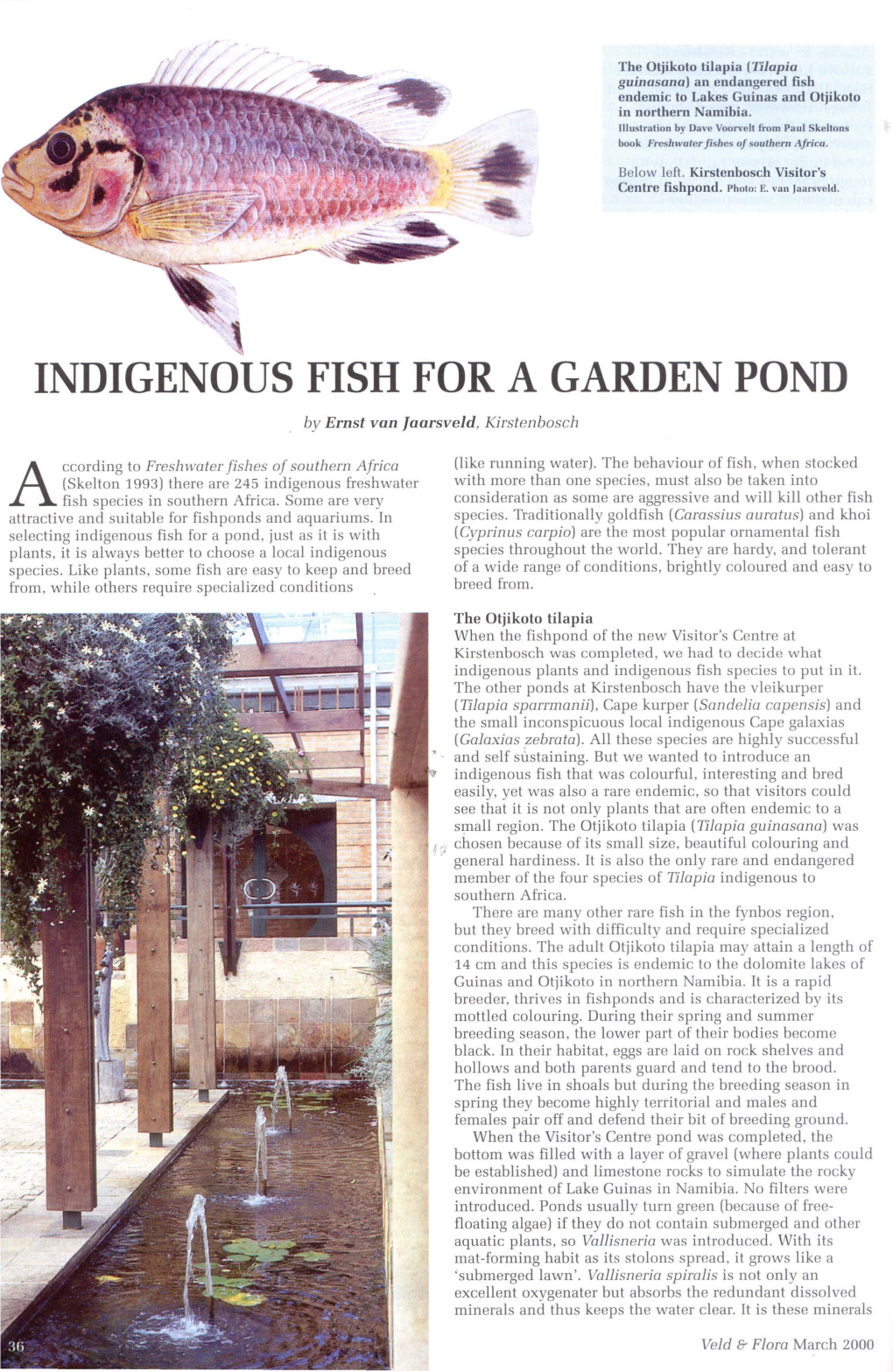 INDIGENOUS FISH for a GARDEN POND by Ernst Van Jaarsveld, Kirstenbosch