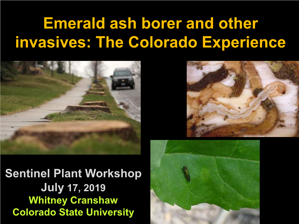 Emerald Ash Borer and Other Invasives: the Colorado Experience