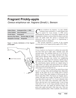 Fragrant Prickly-Apple Cereus Eriophorus Var