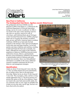 New Pest in California: the Goldspotted Oak Borer, Agrilus