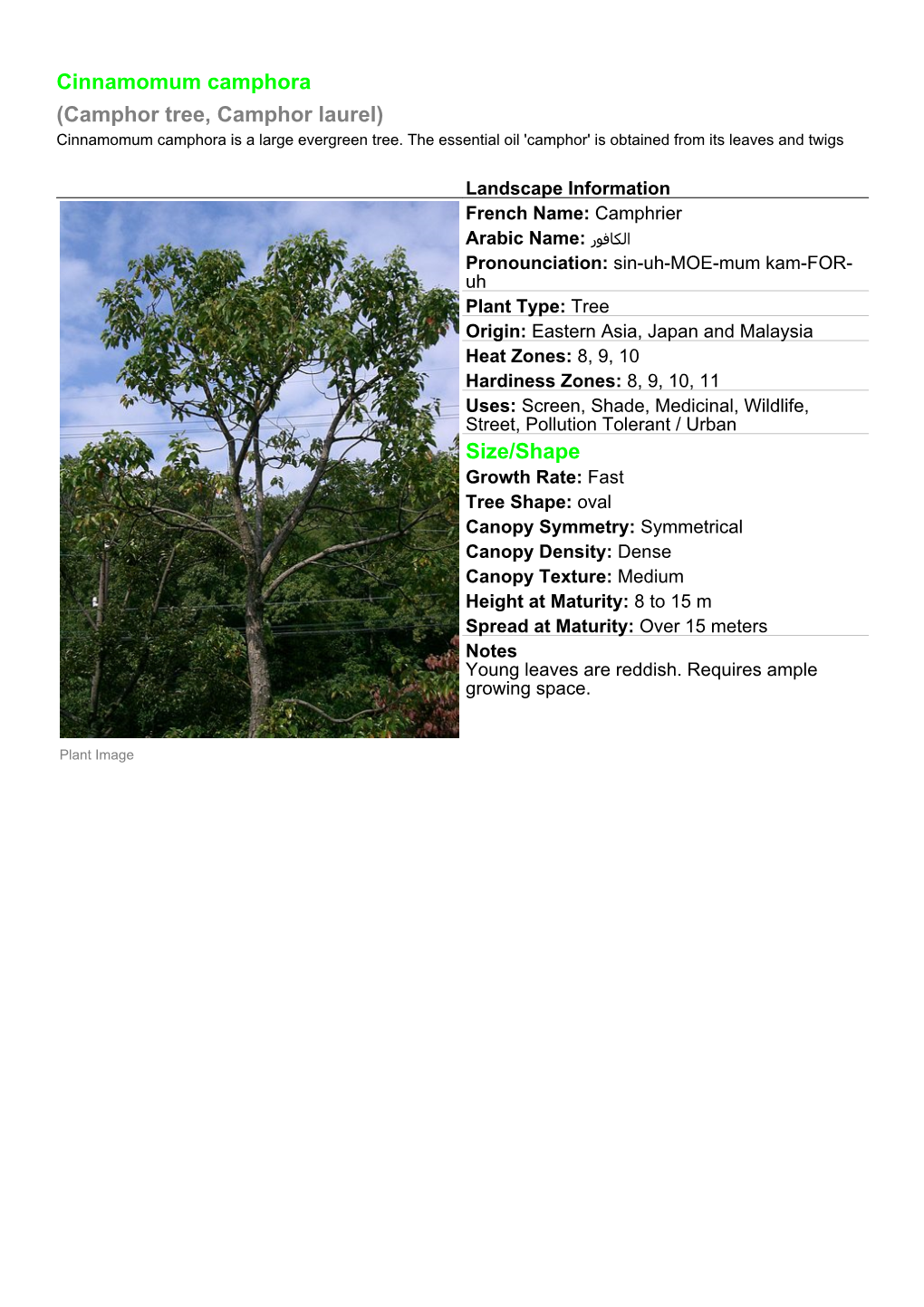 Cinnamomum Camphora (Camphor Tree, Camphor Laurel) Size/Shape - DocsLib